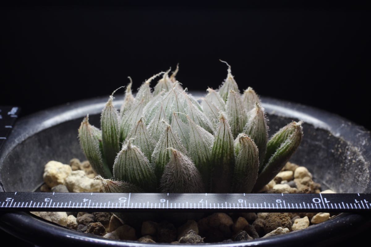 ハオルチア Haworthia venusta GM292 NE of Alexandria_画像1