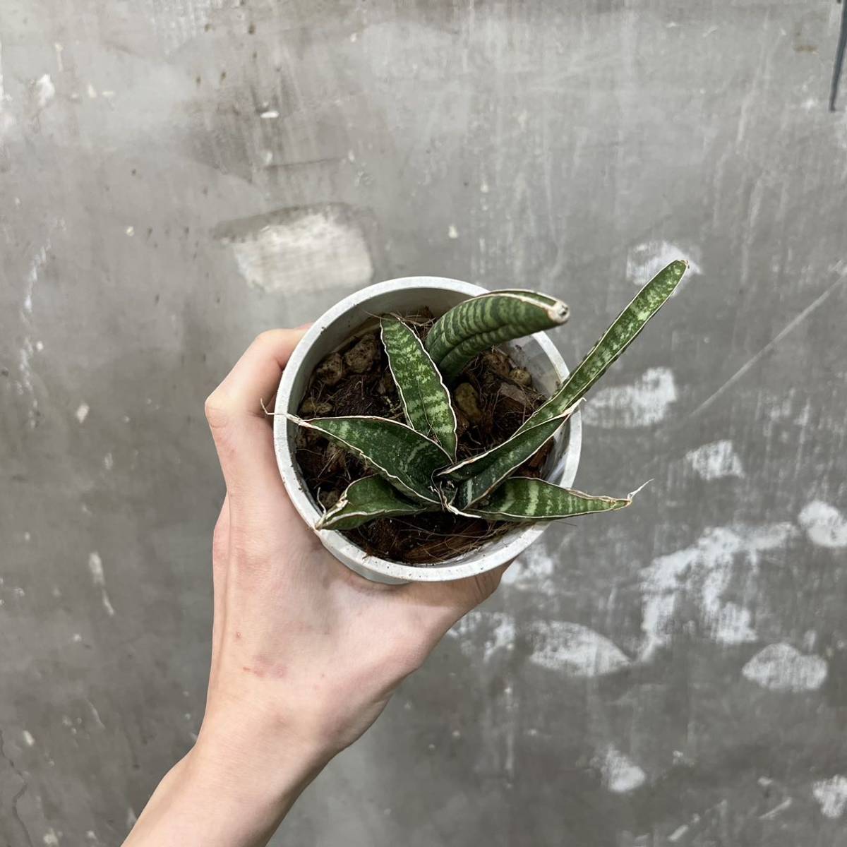 ［Pof］Sansevieria fischeri サンセベリア・フィッシェリー_画像5