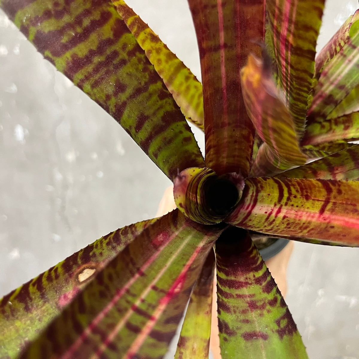 ［Pof］Neoregelia Hot Flash ネオレゲリア・ホットフラッシュ①_画像5