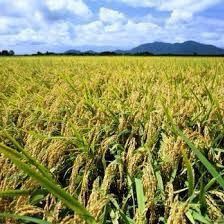特別栽培米5年産新潟コシヒカリ小分け3袋 農家直送 玄米25㌔か白米22.5㌔24の画像8
