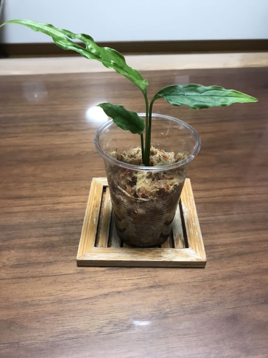 ☆彡モンステラ◇オブリクア　ペルー◇ Monstera Obliqua Peru ◇サトイモ科◇No.002◇無農薬栽培_画像6