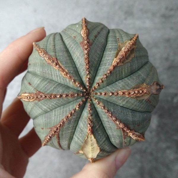 【B4200】【S級極上特選大株！！】ユーフォルビア オベサ Euphorbia obesa ( 検索 アガベ 塊根植物 パキポディウム 多肉植物 )_画像2