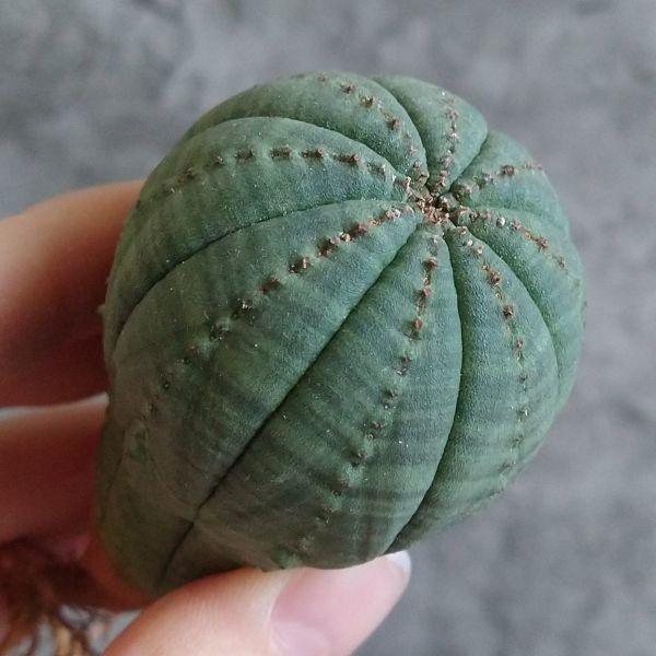 【B4301】【選抜株】ユーフォルビア オベサ Euphorbia obesa ( 検索 アガベ 塊根植物 パキポディウム 多肉植物 )_画像2