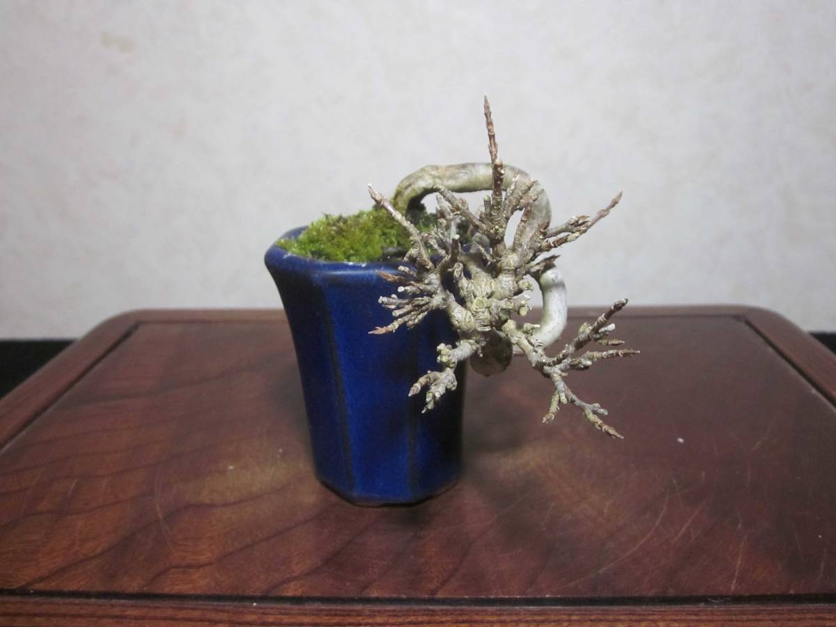  super rare ultimate small size old tree feeling on . exhibition also maple maple manner .. root on .. .. tailoring bring-your-own. shohin bonsai height of tree 10.5 centimeter ( ground . from 3 centimeter )