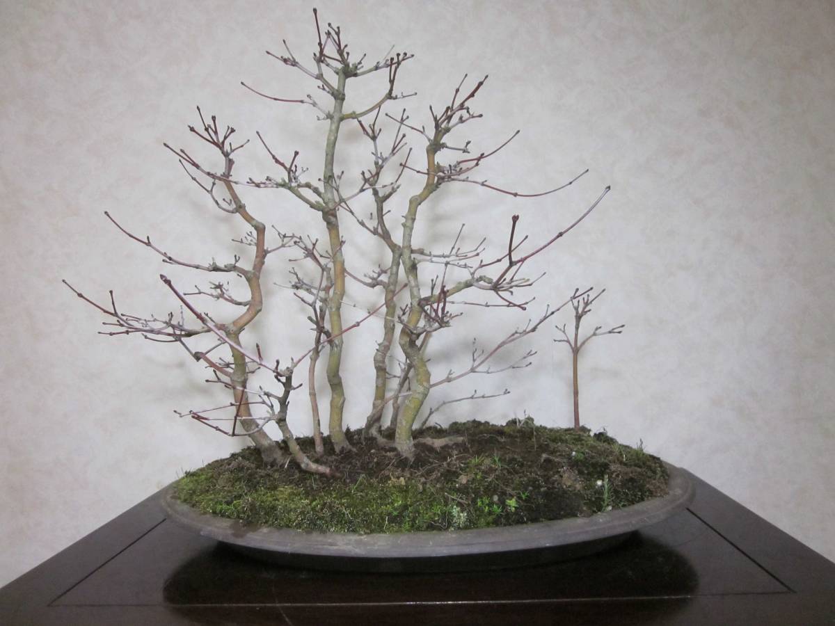  super rare rare article old tree feeling on . exhibition also mountain maple yamamomiji manner . exist root ream becomes tailoring . blow ... bring-your-own. middle goods bonsai height of tree 38 centimeter ( ground . from 32.)