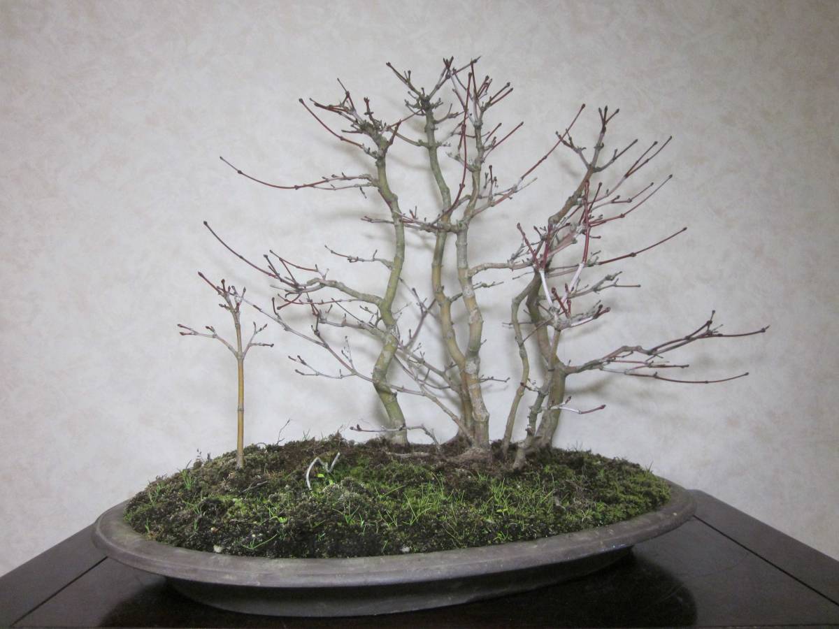  super rare rare article old tree feeling on . exhibition also mountain maple yamamomiji manner . exist root ream becomes tailoring . blow ... bring-your-own. middle goods bonsai height of tree 38 centimeter ( ground . from 32.)