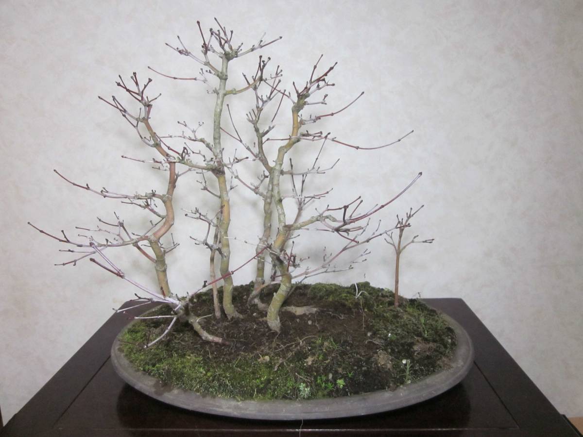  super rare rare article old tree feeling on . exhibition also mountain maple yamamomiji manner . exist root ream becomes tailoring . blow ... bring-your-own. middle goods bonsai height of tree 38 centimeter ( ground . from 32.)