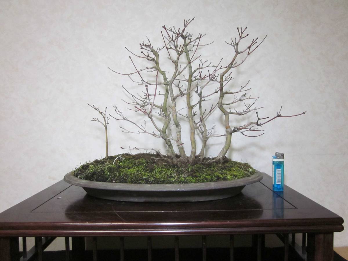  super rare rare article old tree feeling on . exhibition also mountain maple yamamomiji manner . exist root ream becomes tailoring . blow ... bring-your-own. middle goods bonsai height of tree 38 centimeter ( ground . from 32.)