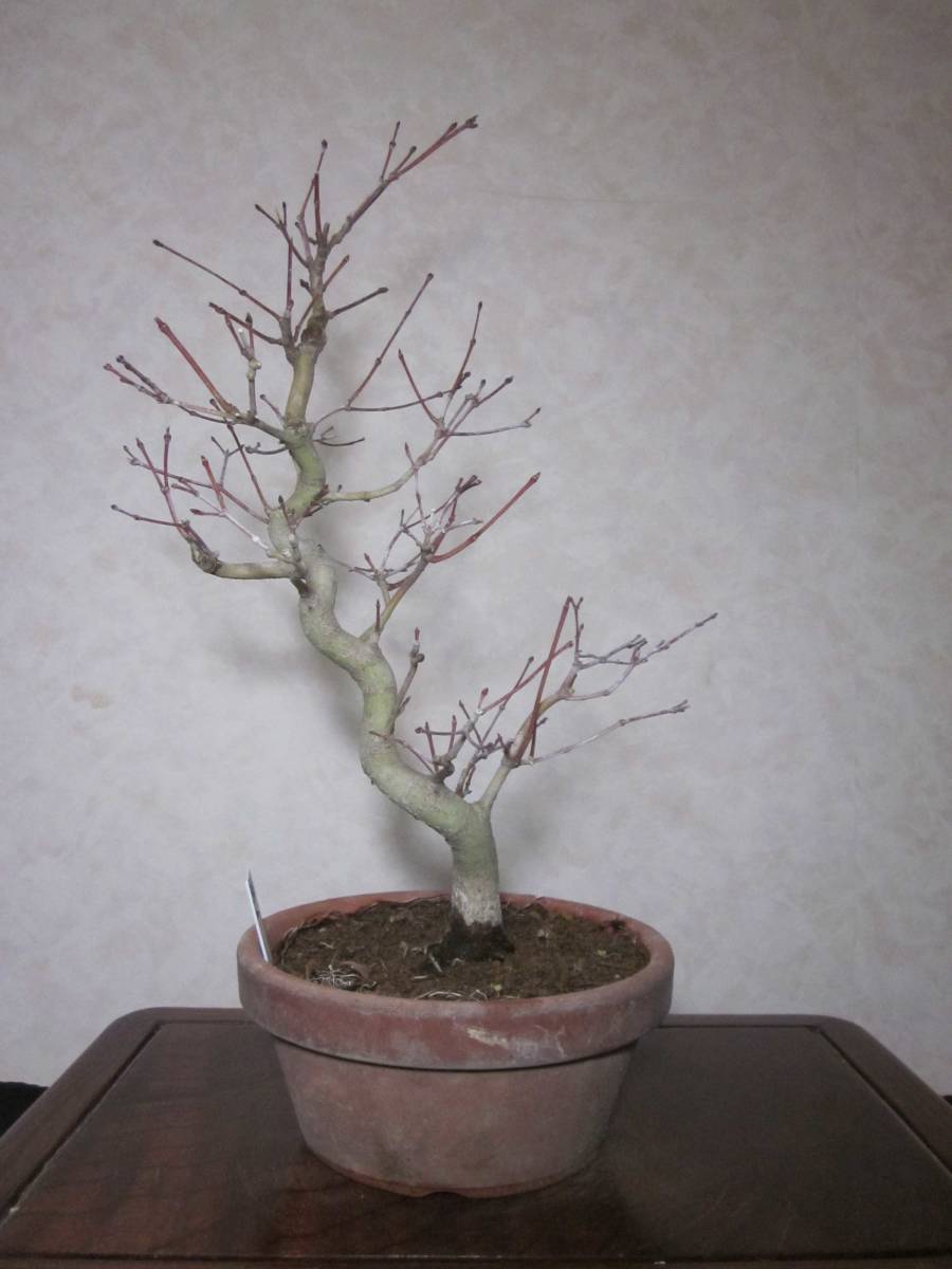  old tree feeling on . mountain maple yamamomiji root trim is good underfoot manner . exist .. style. pattern tree bring-your-own. . manner bonsai height of tree 36 centimeter ( ground . from 30.)