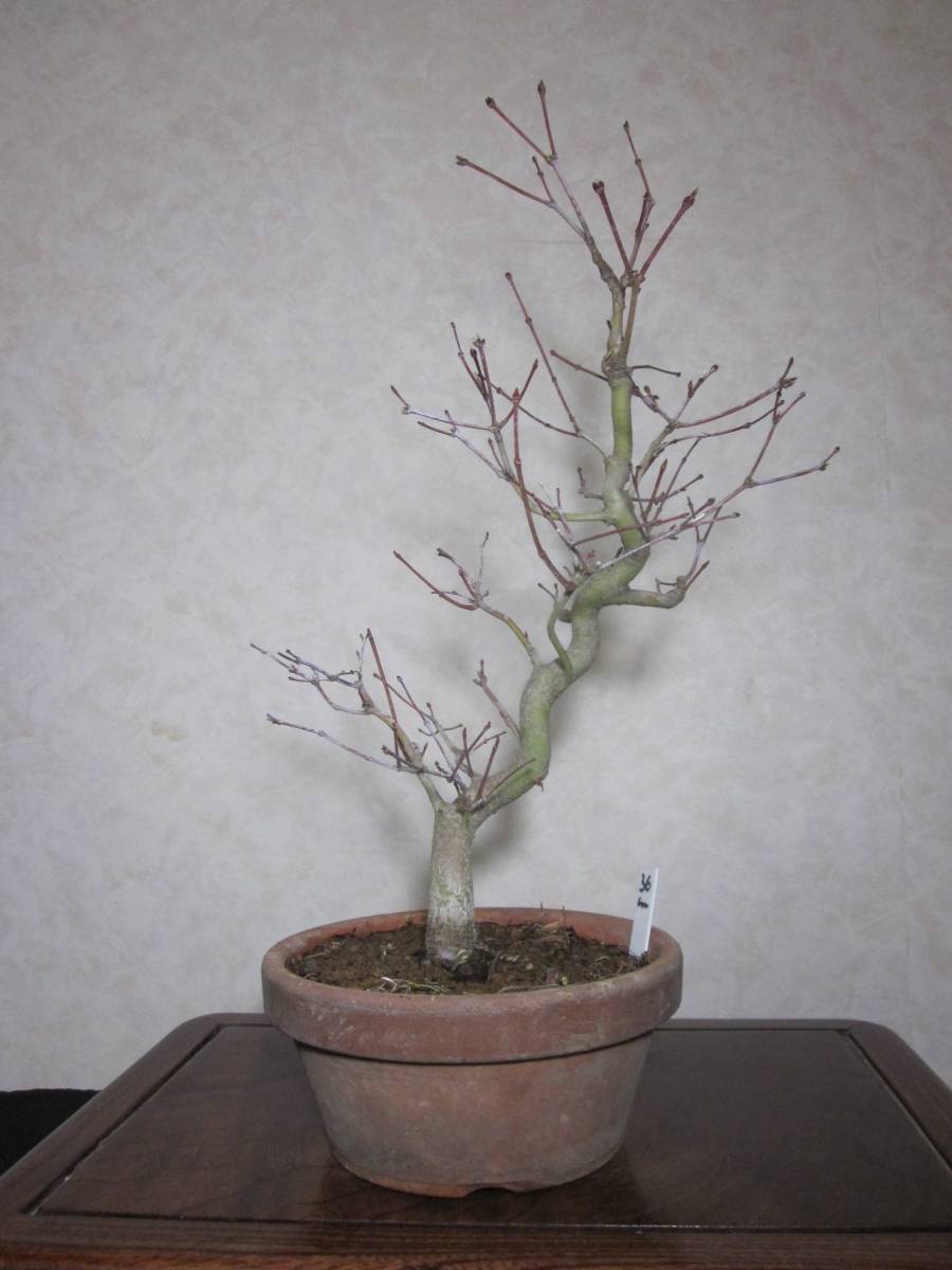  old tree feeling on . mountain maple yamamomiji root trim is good underfoot manner . exist .. style. pattern tree bring-your-own. . manner bonsai height of tree 36 centimeter ( ground . from 30.)