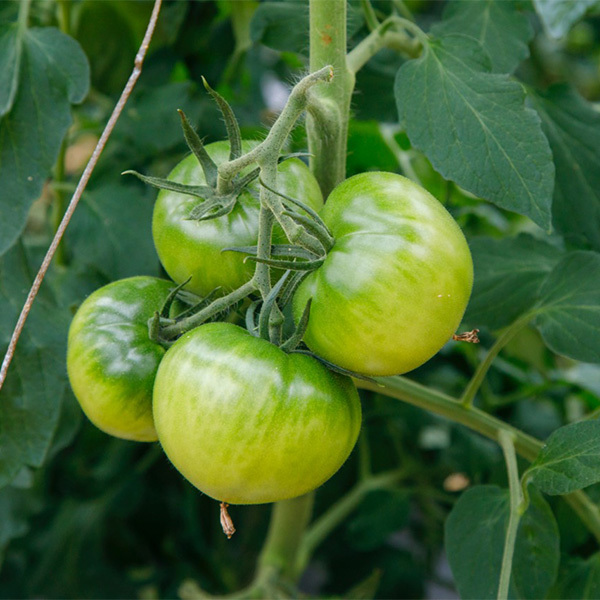 糖度7度以上のトマト2kg　自動選果機で選別 農家発送 沖縄産とまと【送料込】_画像6