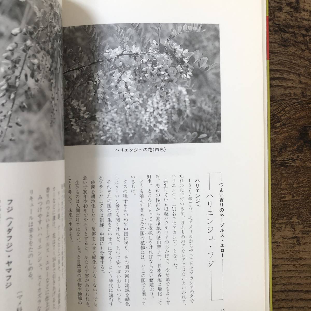 J-3396■野山の草木で酒づくり 色・味・香りをたのしむ■橋本 郁三/著■農山漁村文化協会■（1988年）昭和63年4月20日 第2刷_画像9