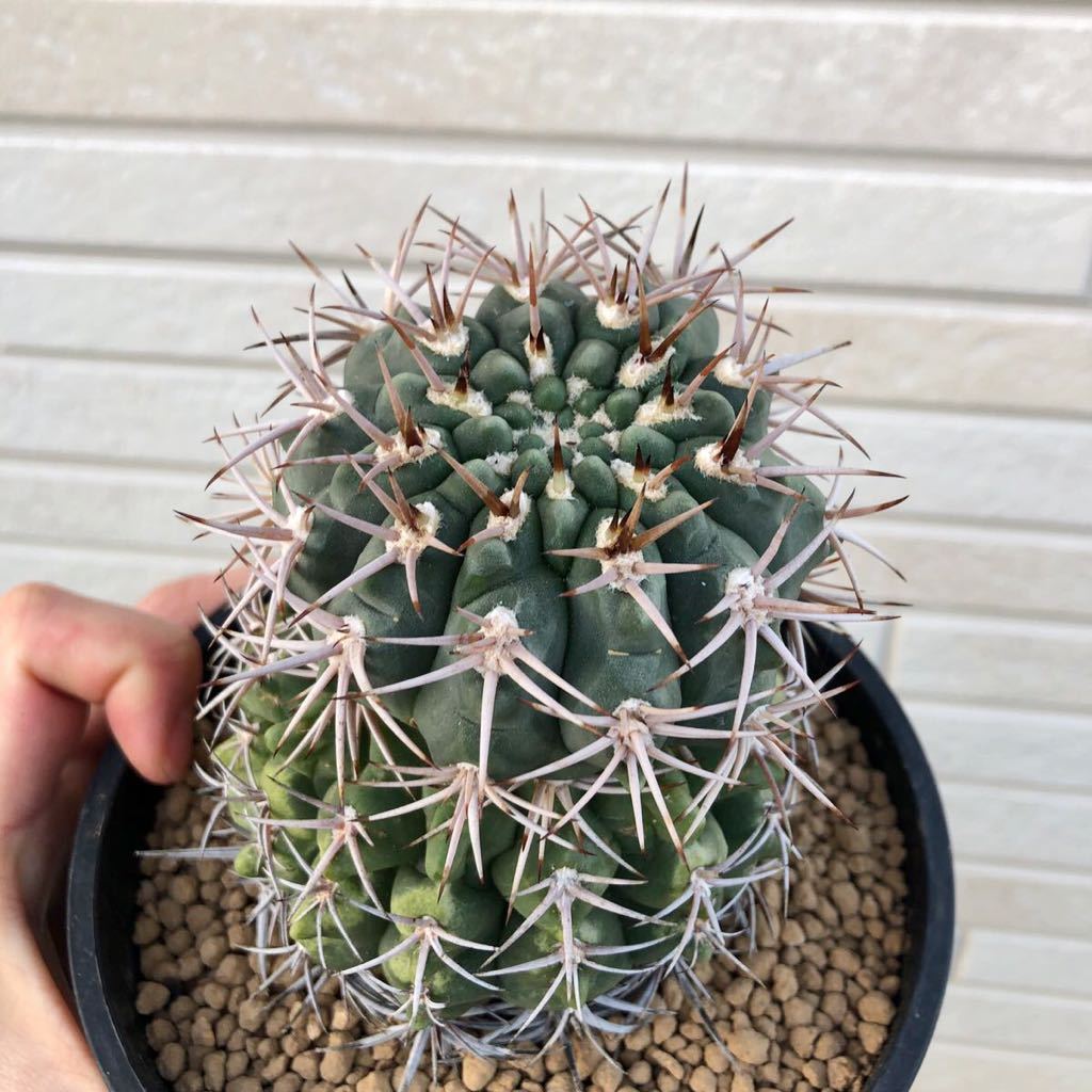 Gymnocalycium hybopleurum var.ferocior ギムノカリキウム　フェロシオール　実生　サボテン　多肉　独特　個性_画像1