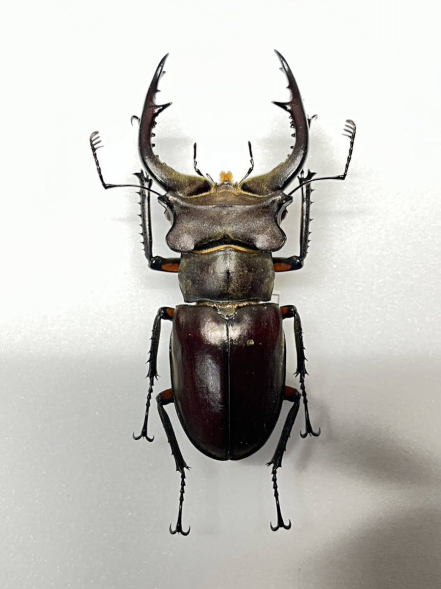 [ super valuable ]±73.0mm can ta- Miyama stag beetle Lucanus contori