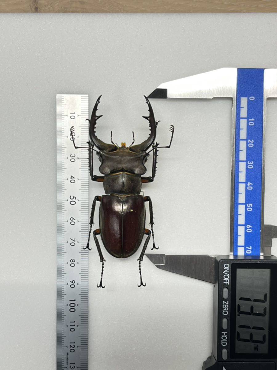 [ super valuable ]±73.0mm can ta- Miyama stag beetle Lucanus contori