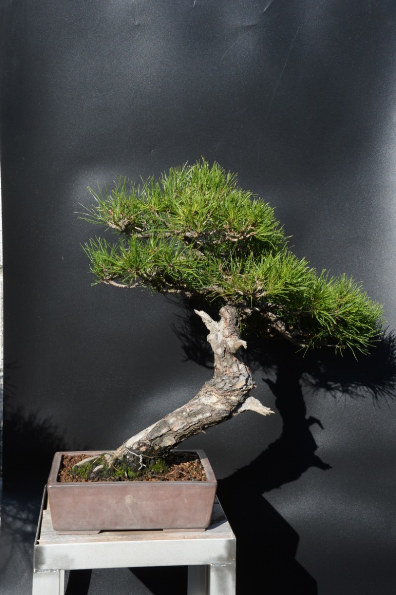[ red pine .] bonsai * red matsu4*