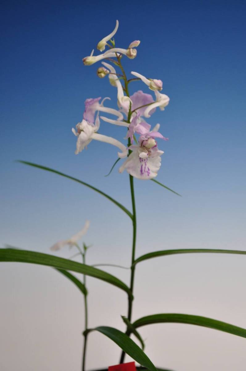 ウチョウラン ◆ 銘 品 / ◆ 丁 須 の 華　◆ 子 宝 咲 き 花　◆ _画像3