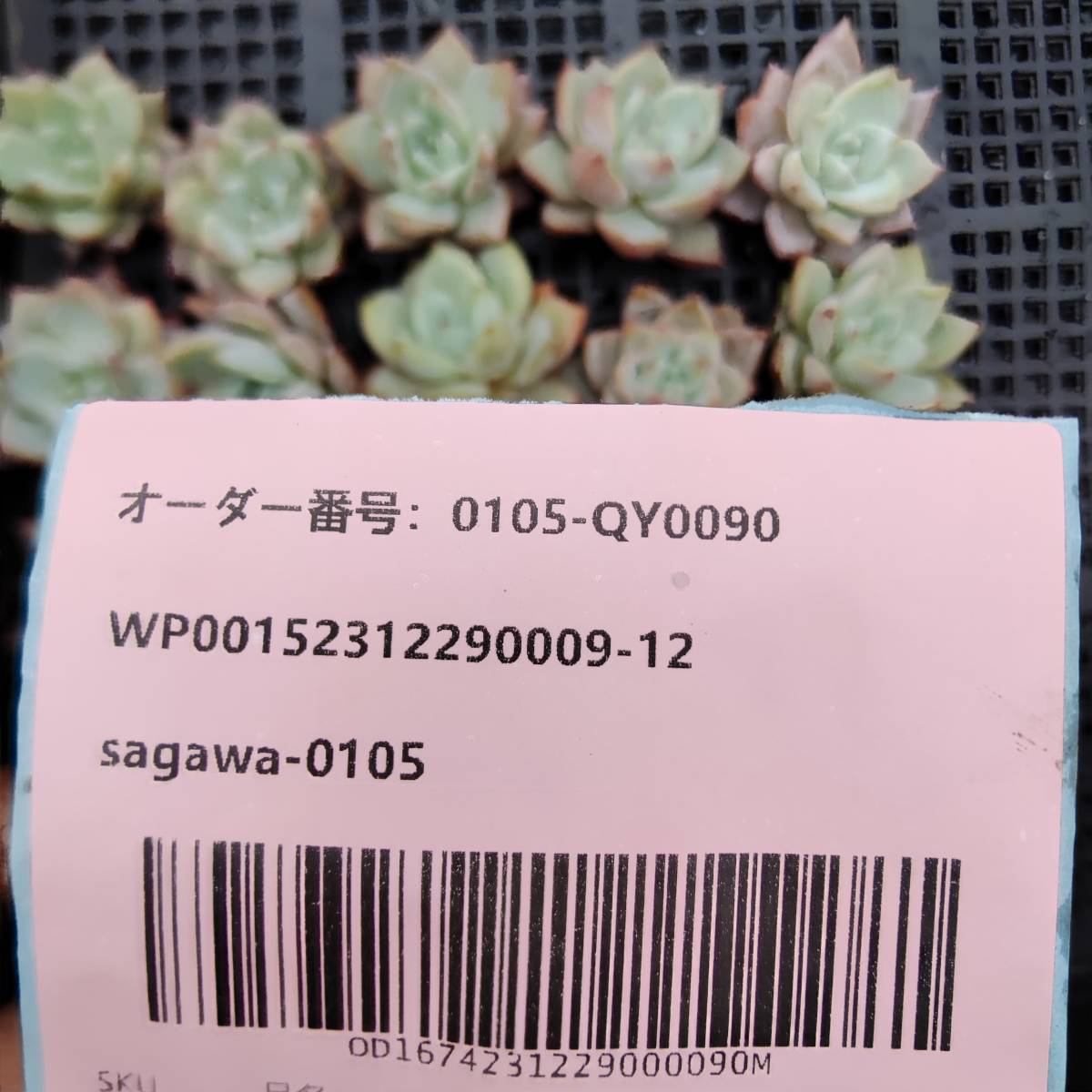 多肉植物25個 0105-QY0090 フレンドリース エケベリア　カット 寄植え-　千葉MS基地 _画像3