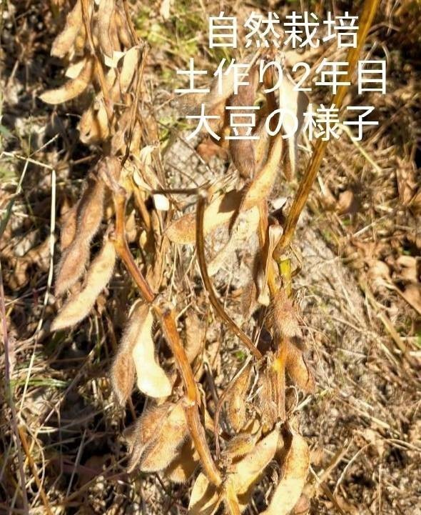 無農薬、無肥料、希少な自然栽培国産大豆「フクユタカ」令和5年収穫3kg 送料無料_画像8