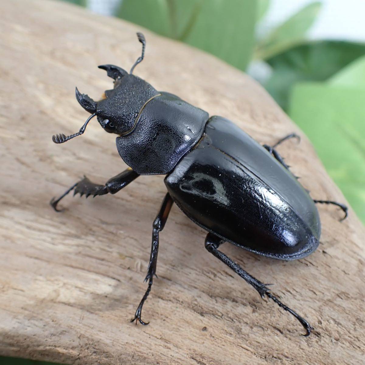 【Sparkle Beetle】宮崎県南部産 ミヤマクワガタ♂74.2mm(耳状突起幅21.2㎜)♀44mmペア_画像6