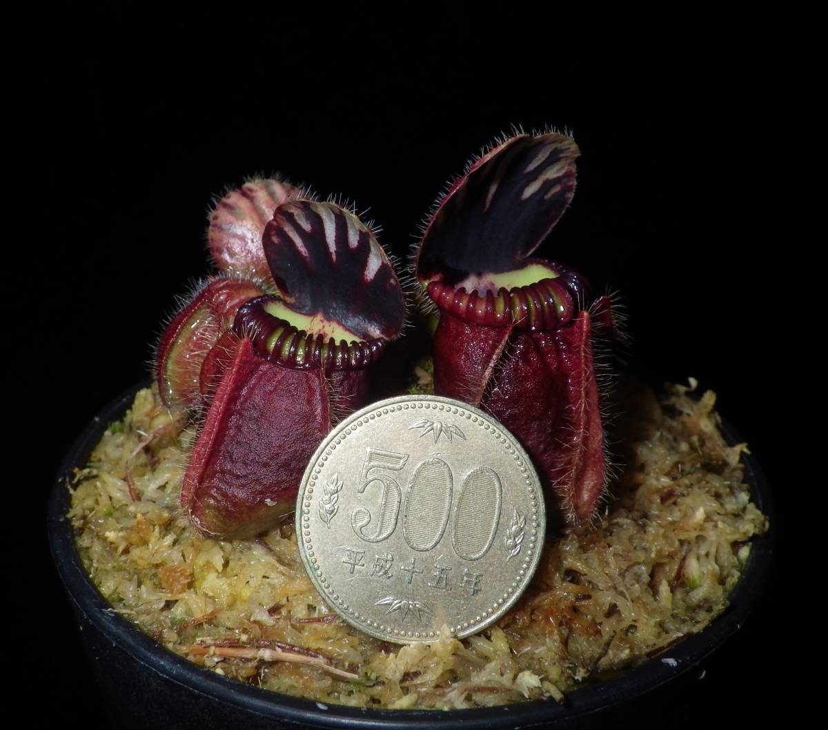Cephalotus follicularis ”Eden black” Cedric・セファロタス エデンブラック ・食虫植物・観葉植物・熱帯植物・パルダリウム・山野草_画像5