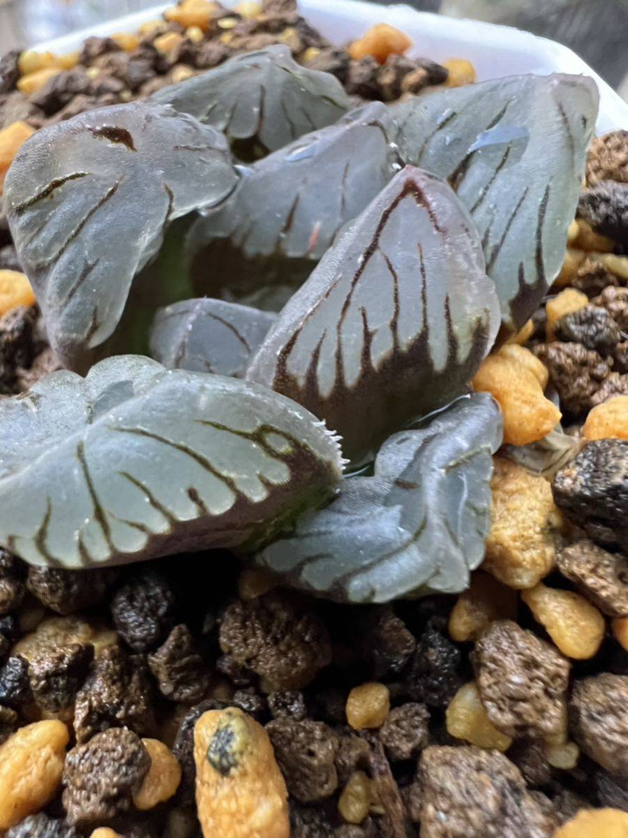 多肉植物 ハオルチア ハオルシア オブツーサ サボテン Haworthia 黒水晶錦_画像5