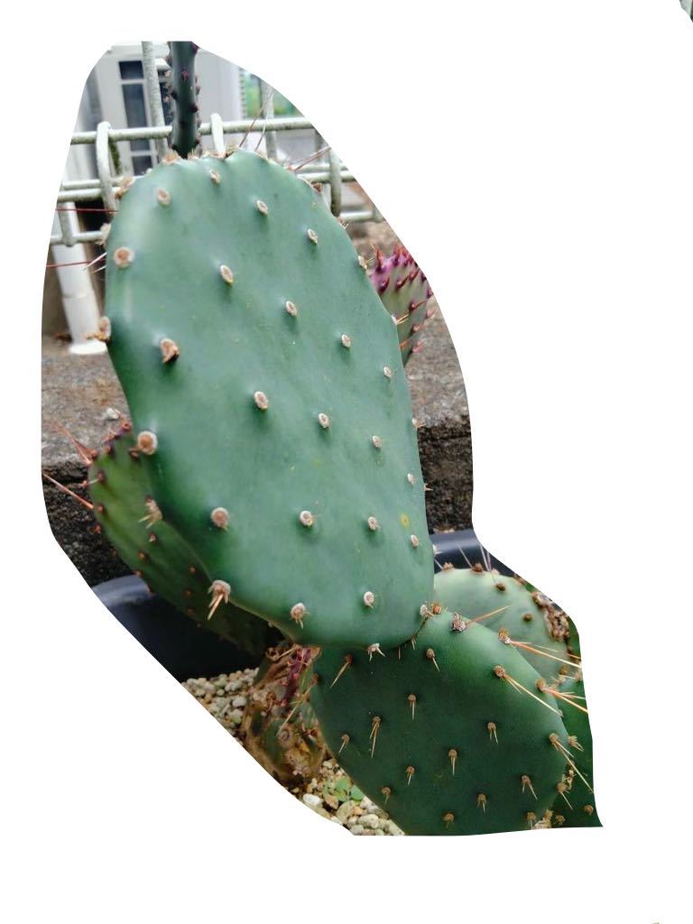 opuntia engelmannii var flexospina オプンチア サボテン 多肉植物 団扇サボテン アガベ_画像2