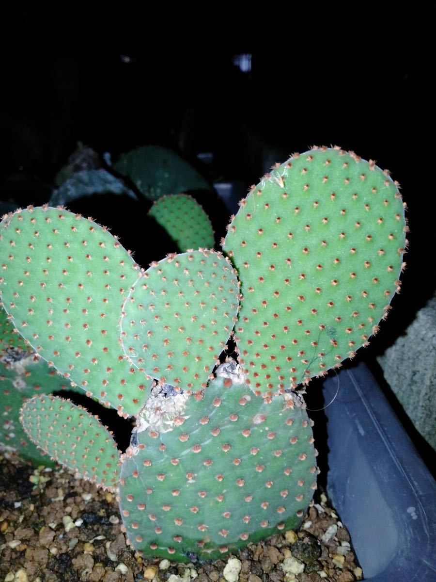 opuntia rufida purple オプンチア サボテン 多肉植物 団扇サボテン アガベ_画像2