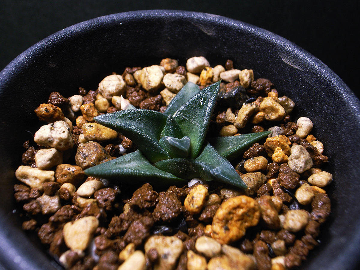 【多肉植物】瑠璃聖牛殿 × ドドソンモリシアエ HG75H-1M3 / Haworthia Gasteria hyb. gasterhaworthia_画像1