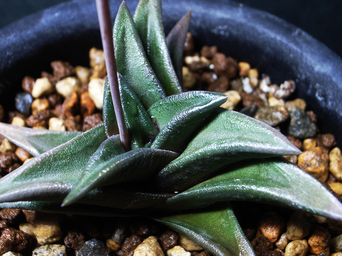 【多肉植物】瑠璃聖牛殿 × ドドソンモリシアエ HG75H-1M3 / Haworthia Gasteria hyb. gasterhaworthia_親株参考写真（3号鉢植）