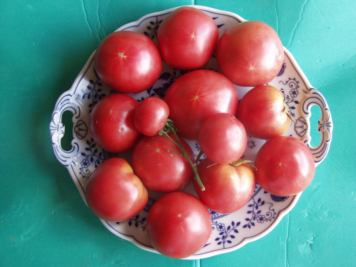 アロイトマト　種　20粒　由来明記　素性明記　固定種　トマト種　野菜種　アロイトマト純正種　無農薬栽培 　栽培資料１点付き　_画像8