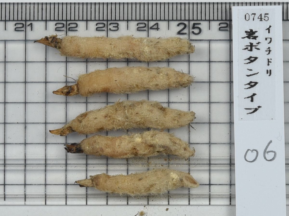 i0745-06無銘交配種 岩ボタンタイプの増殖品 イワチドリ（山野草　ウチョウラン　イワチドリ　蘭　ラン　球根）_画像2