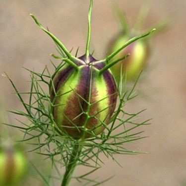 寒冷地向き　春まき花の種　ニゲラ・ピンク色　100粒　ドライフラワー