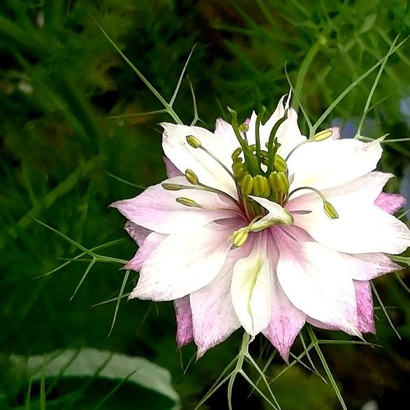 寒冷地向き　春まき花の種　ニゲラ・ピンク色　100粒　ドライフラワー