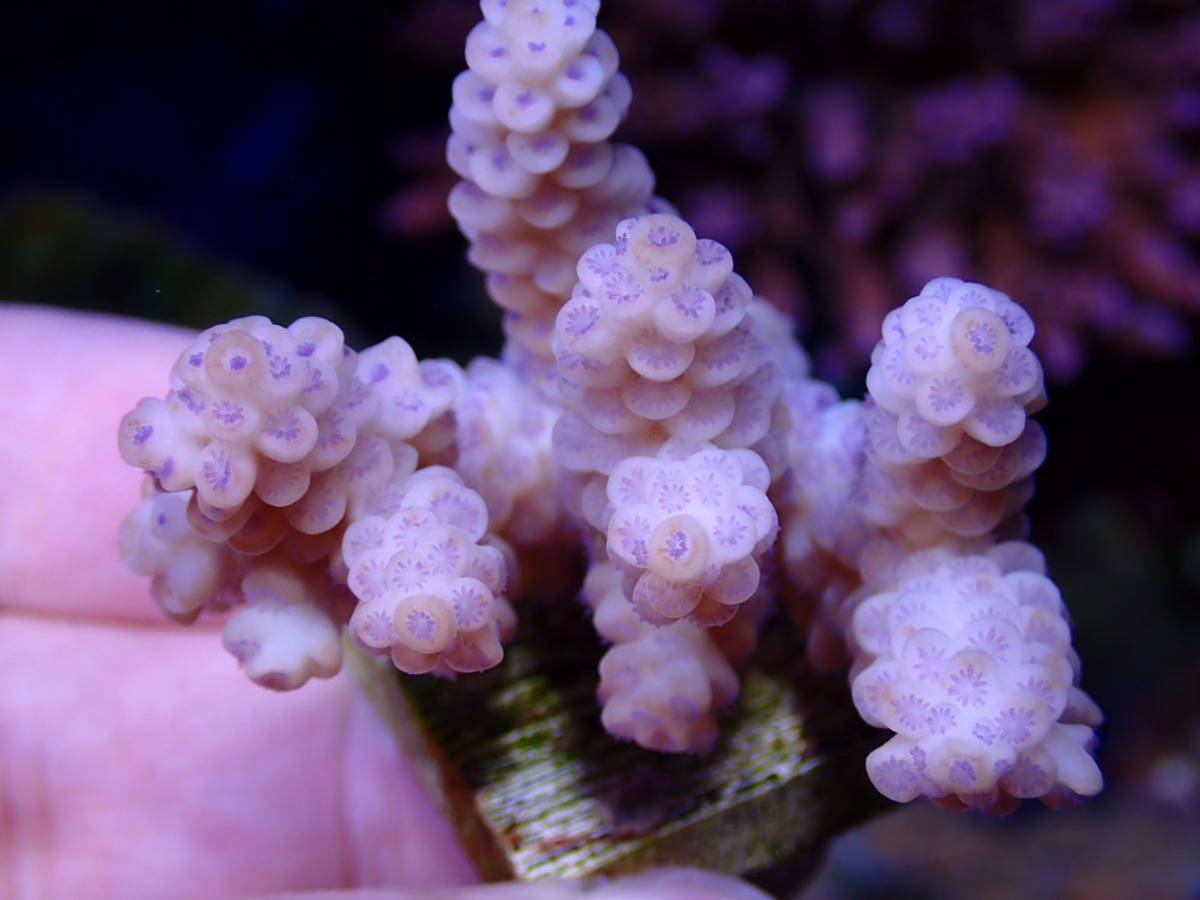 新春SALE　ラスト出品 miniWildサイズ 激レア個体【IF ultra grade acropora Tenuis pink】オーストラリア産サンゴ　ウスエダピンク_画像7