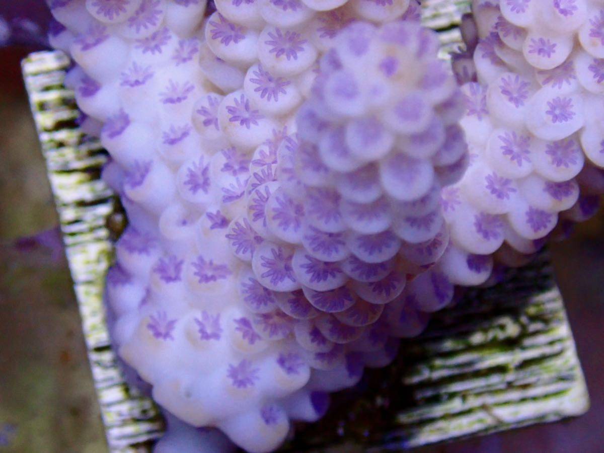 新春SALE　ラスト出品 miniWildサイズ 激レア個体【IF ultra grade acropora Tenuis pink】オーストラリア産サンゴ　ウスエダピンク_画像2