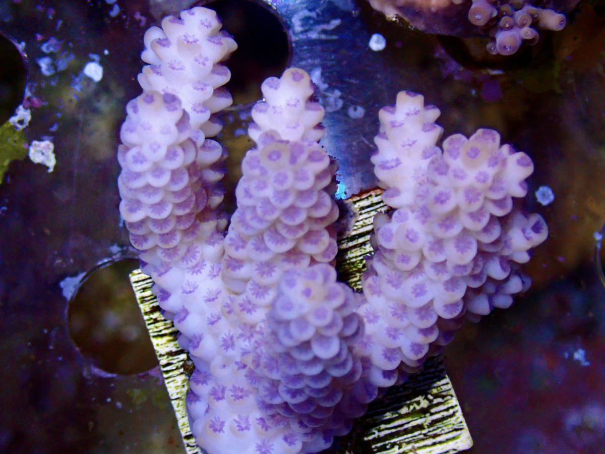 新春SALE　ラスト出品 miniWildサイズ 激レア個体【IF ultra grade acropora Tenuis pink】オーストラリア産サンゴ　ウスエダピンク_画像5