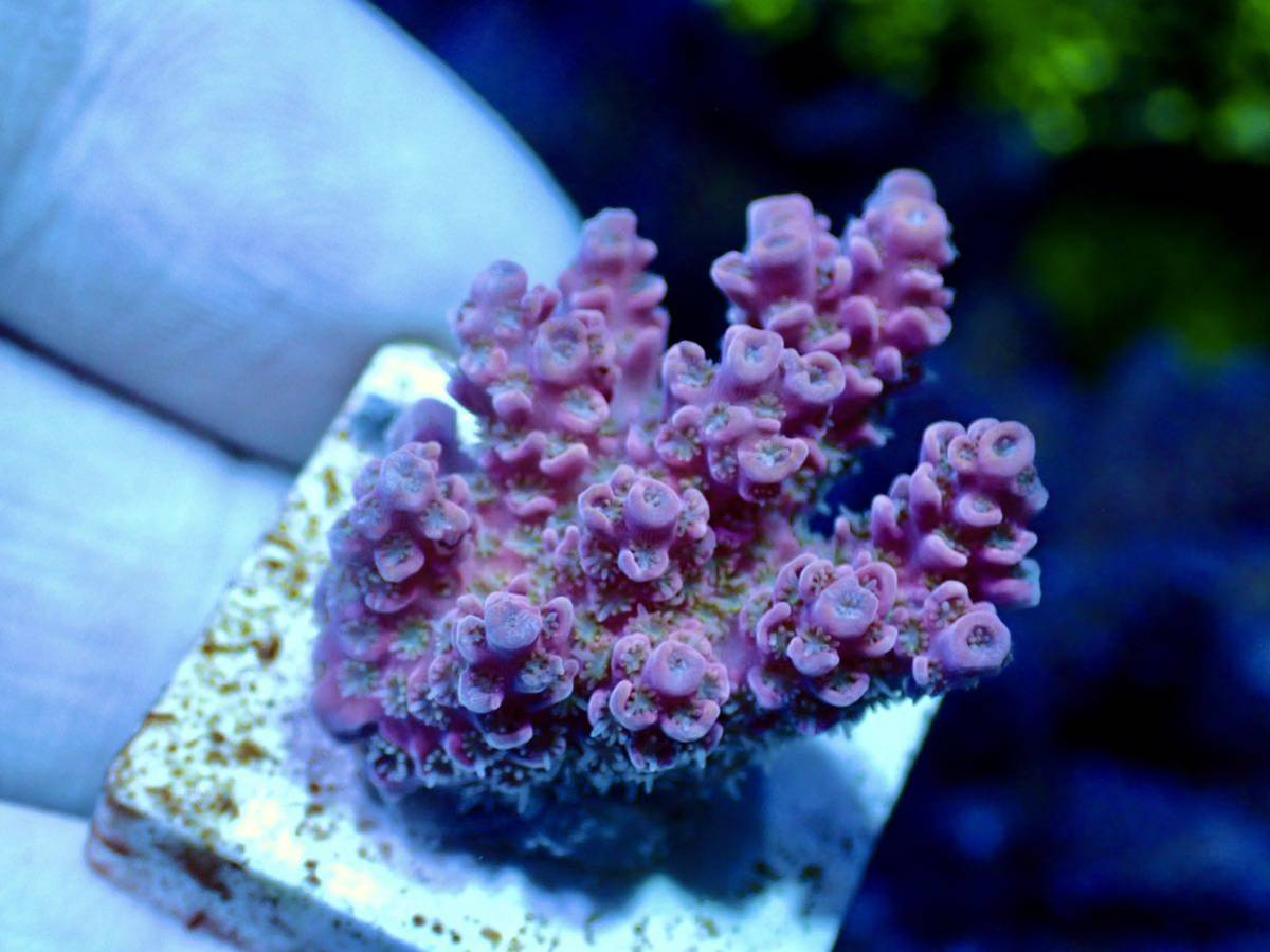 新春SALE 超激レア 色揚げ個体【IF ultra grade acropora hyacinthus pink】色揚げ個体 ポリプホワイト　オーストラリア産サンゴ_画像7