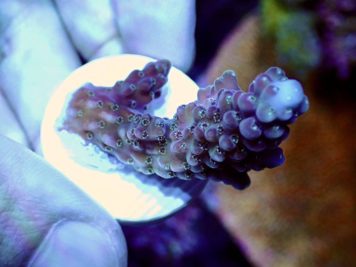 超激レア　ネームド個体【UCA Cherry blossom acropora 】色揚げ個体　チェリーブロッサム　オーストラリア産サンゴ_画像1