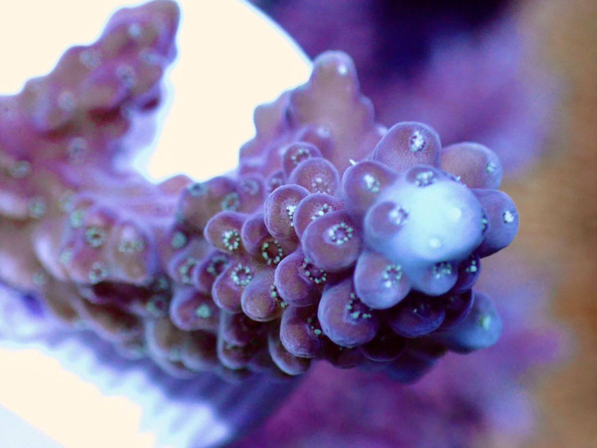 超激レア　ネームド個体【UCA Cherry blossom acropora 】色揚げ個体　チェリーブロッサム　オーストラリア産サンゴ_画像3