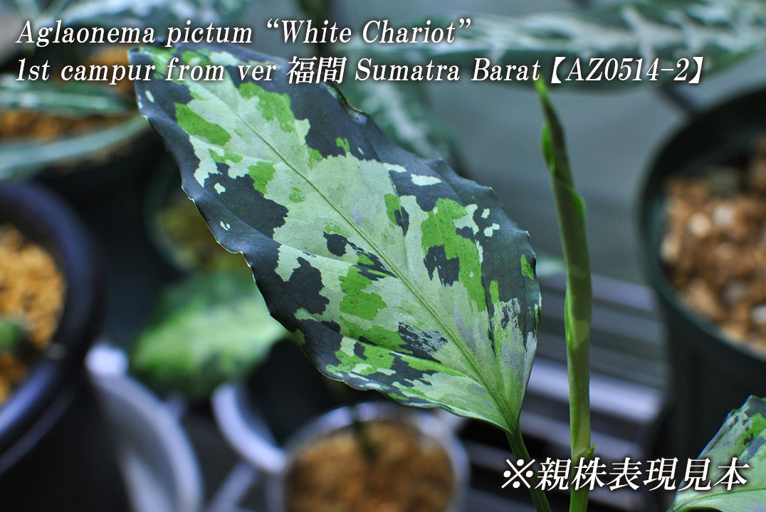 Aglaonema pictum” White Chariot” 白戦車 1st campur from ver 福間 Sumatra Barat 【AZ0514-2】アグラオネマピクタム_画像1