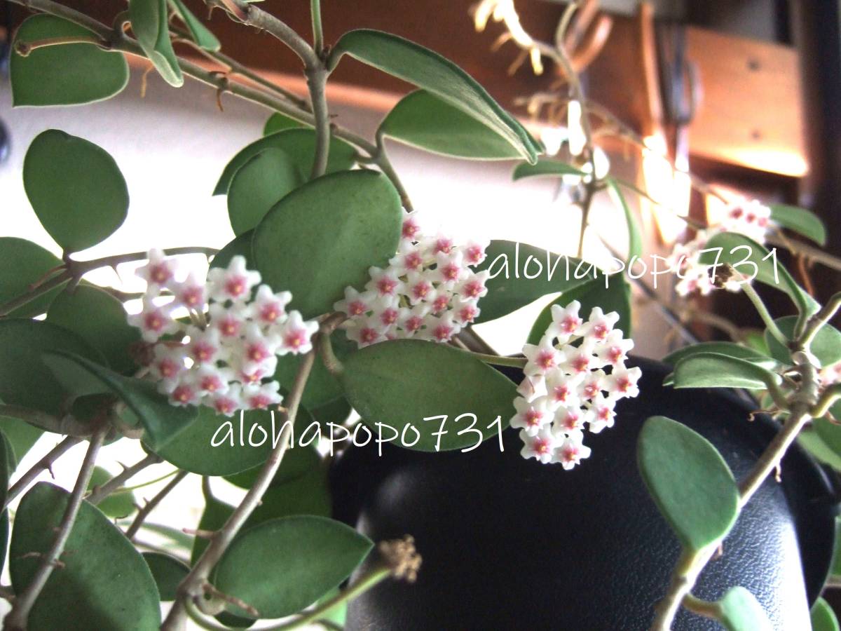 ホヤ　カリン　発根小苗　ポットのまま発送　Hoya nummularioides　ヌンムラリオイデス　香りのよい花が咲きます　サクララン　送料￥110_親株です
