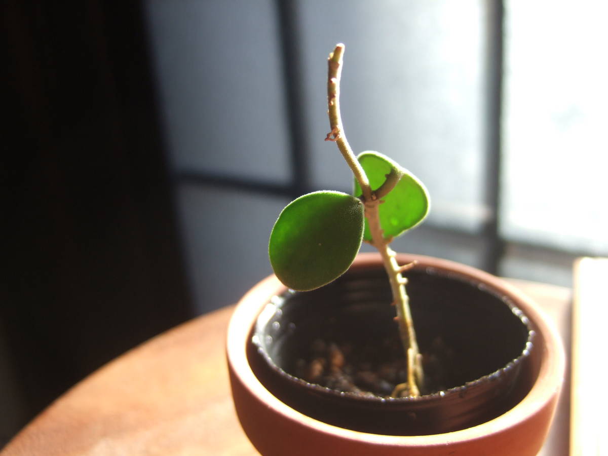 ホヤ　カリン　発根小苗　ポットのまま発送　Hoya nummularioides　ヌンムラリオイデス　香りのよい花が咲きます　サクララン　送料￥110_画像4