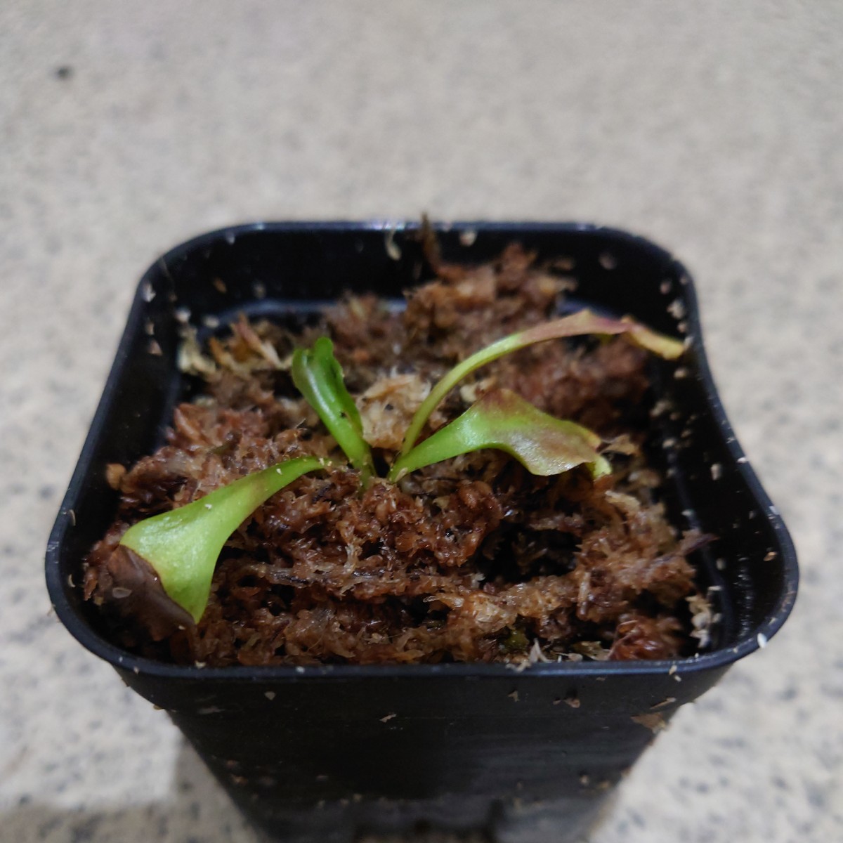 食虫植物 ハエトリソウ Dionaea muscipula '赤い竜'　_画像1