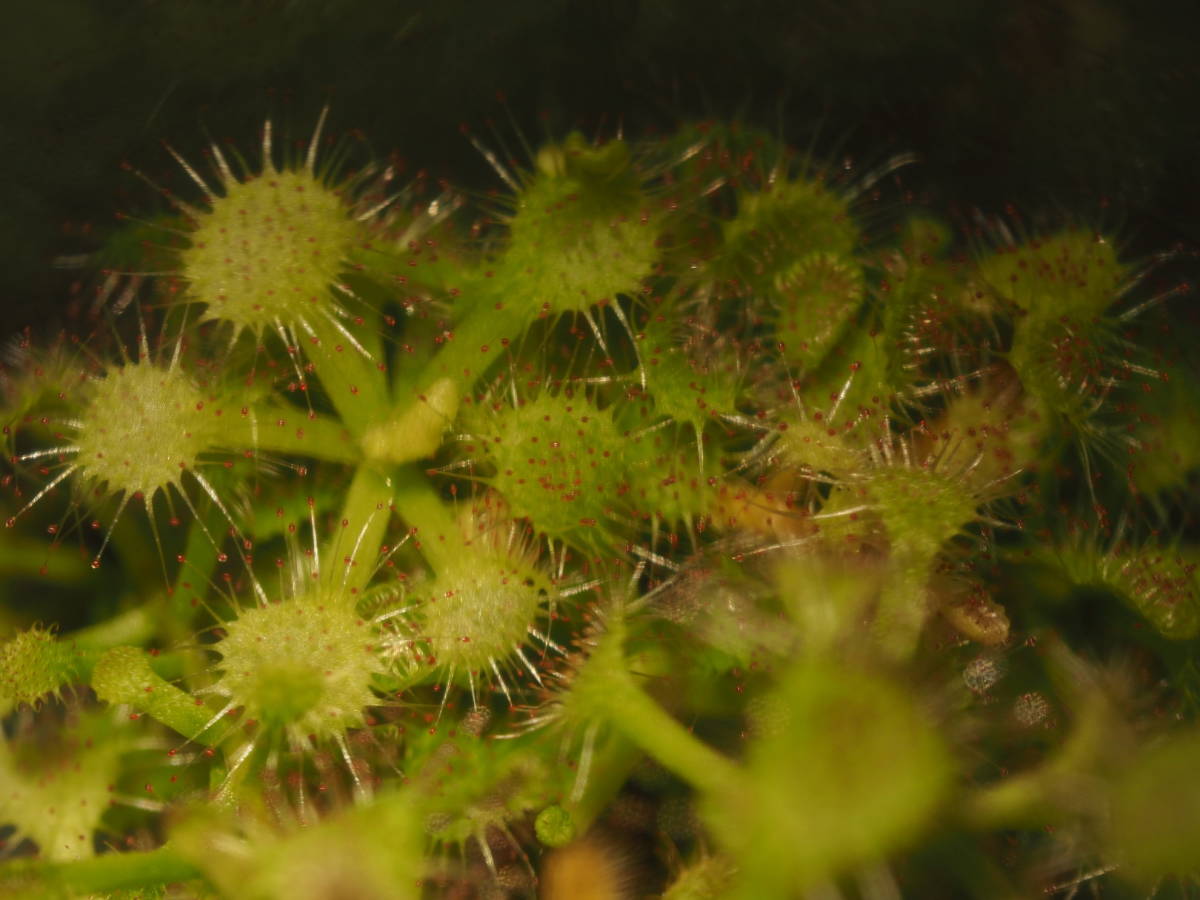 Drosera madagascariensis 無菌播種株 子苗3株 ※説明欄要チェック フラスコ苗 食虫植物 モウセンゴケ ドロセラ_画像1