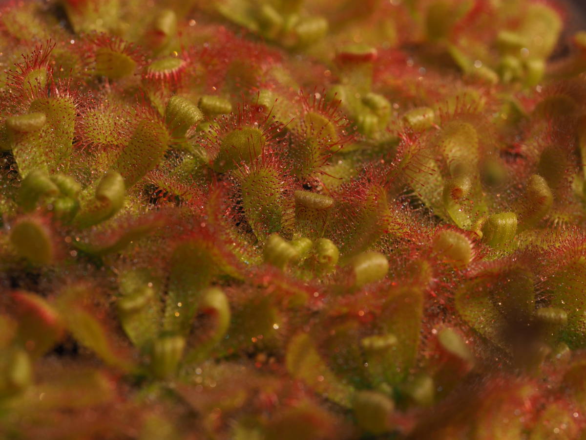 Drosera trinerviaの種子 30粒 食虫植物 モウセンゴケ ドロセラ_画像6