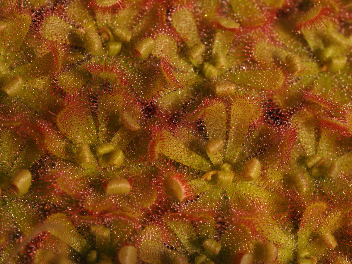 Drosera trinerviaの種子 30粒 食虫植物 モウセンゴケ ドロセラ_画像5