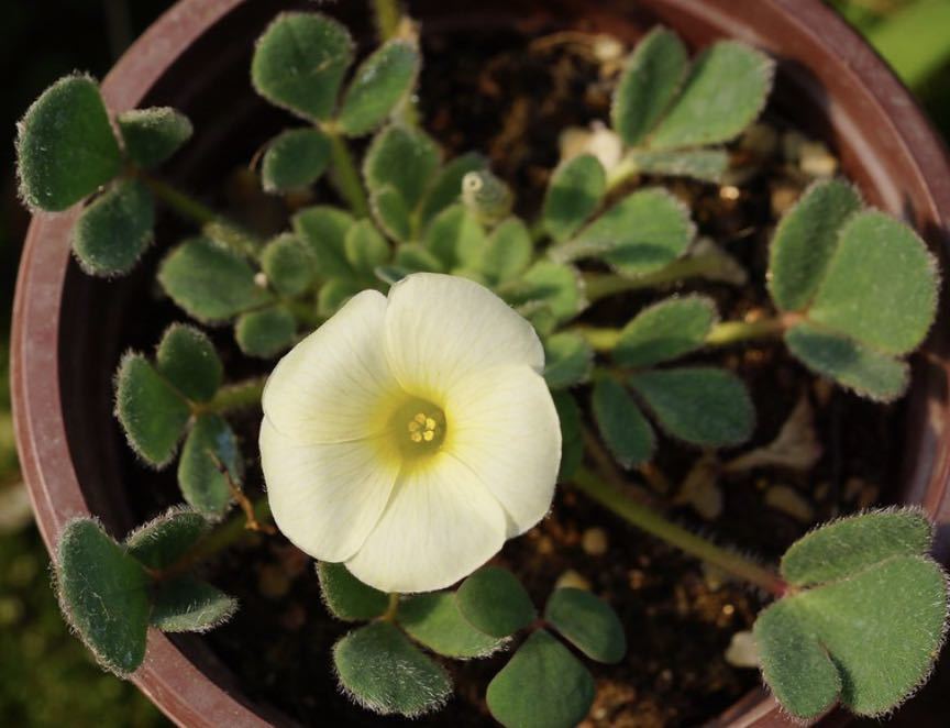 Oxalis sp. Pale Vein 苗 産毛のある葉 淡い癒しカラーのお花ですがお花の時期は終わりました(o^^o)_画像1