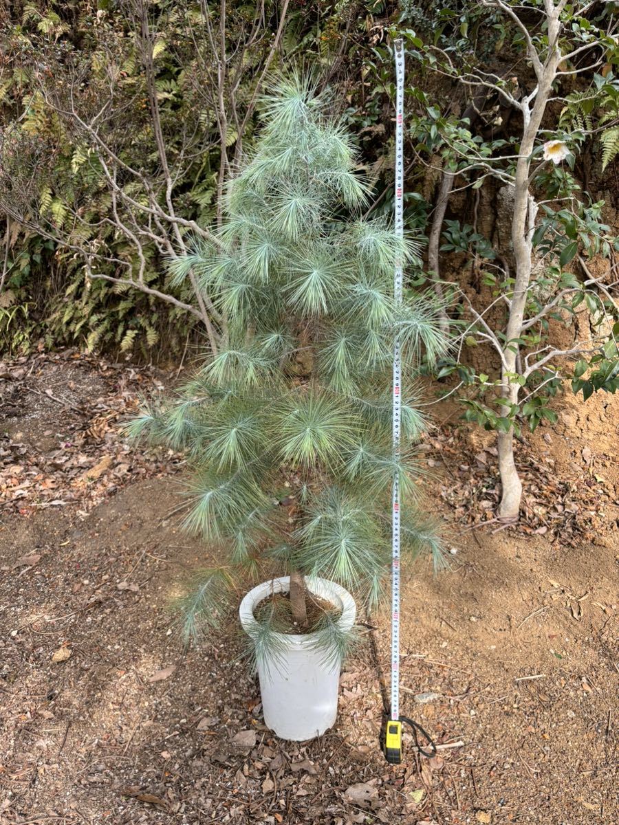 Yahoo!オークション - pinus maximartinezii マルチネスピニョン Yahoo!オークション - pinus maximartinezii マルチネスピニョン
