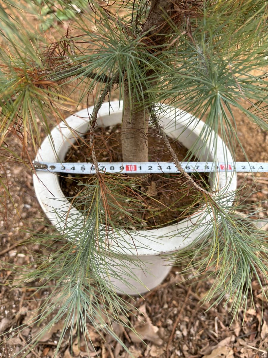 Yahoo!オークション - pinus maximartinezii マルチネスピニョン Yahoo!オークション - pinus maximartinezii マルチネスピニョン